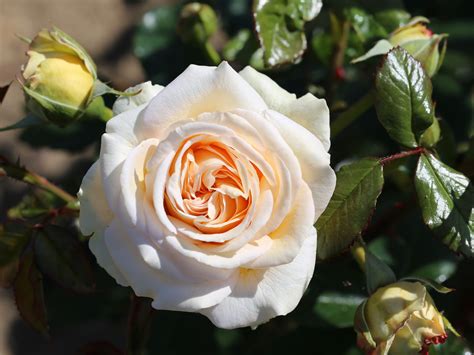 hybrid tea rose sale|More.